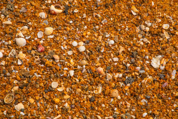 istock beautiful ocher beach in sri lanka. 1863288836