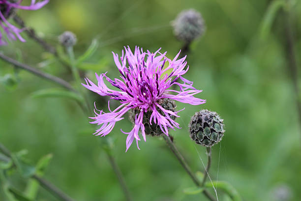istock The purple cornflower 186328912