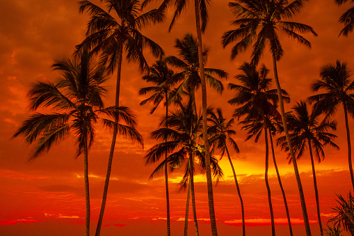 stunningly beautiful bright red dramatic sunset sky with palm silhuettes over indian ocean in sri lanka. beautiful photo wallpaper and natural background
