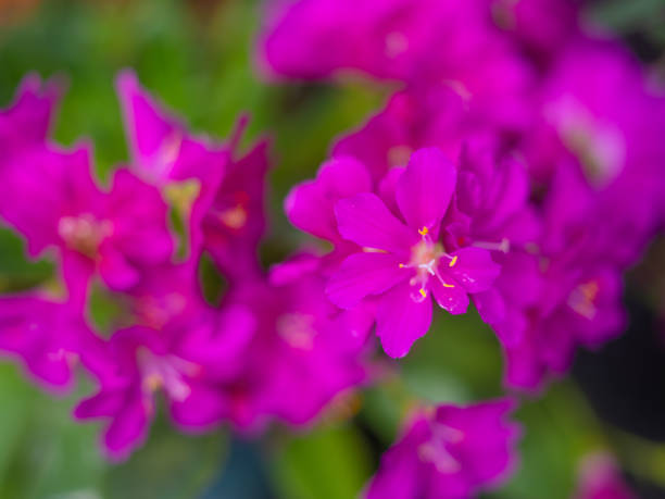 istock Mixed colorful flowers Nature background 1863292010