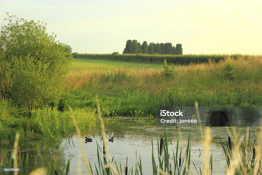 Canard livres sterling - Photo de Agriculture libre de droits