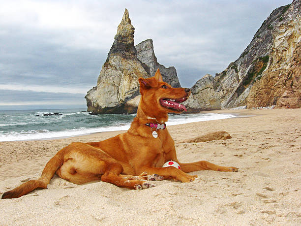 bear beach, portugalii. - cabo da roca zdjęcia i obrazy z banku zdjęć
