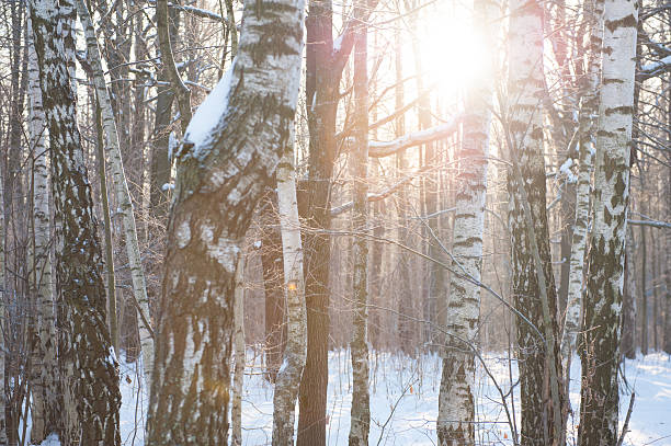 istock winter wood landscape 186329739