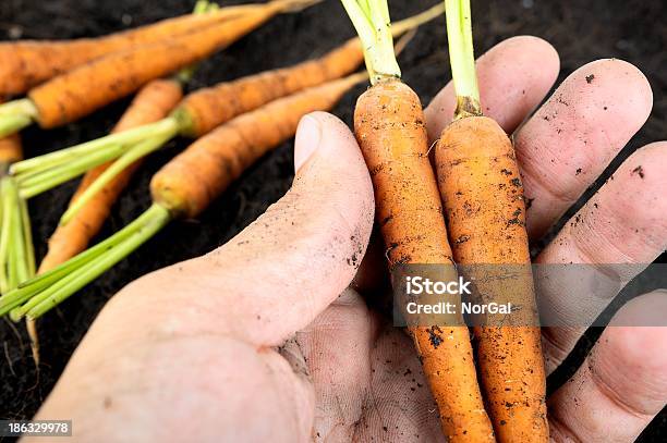 Baby Carrots Foto de stock y más banco de imágenes de Actividad - Actividad, Agarrar, Agricultura