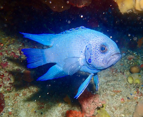 Blue spotted grumpy fish