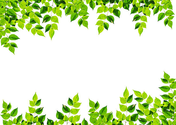 istock branch of green leaf isolated 186330314