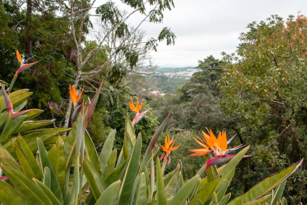 istock Bird of paradise flower, Strelitzia reginae. 1863304457