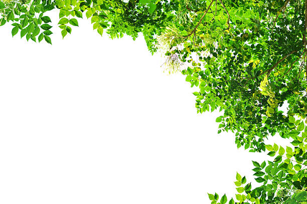 istock branch of green leaf isolated 186330701