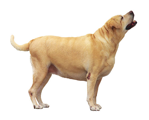 istock Fat Labrador Retriever, 7 years old, stand on white background 186331295