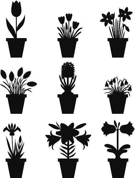 세트마다 꽃 pots - snowdrop lily silhouette black stock illustrations