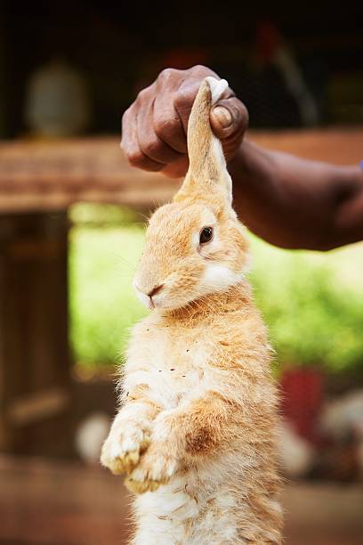 Rabbit Farmer is holding little rabbit - selective focus catch the rabbit stock pictures, royalty-free photos & images