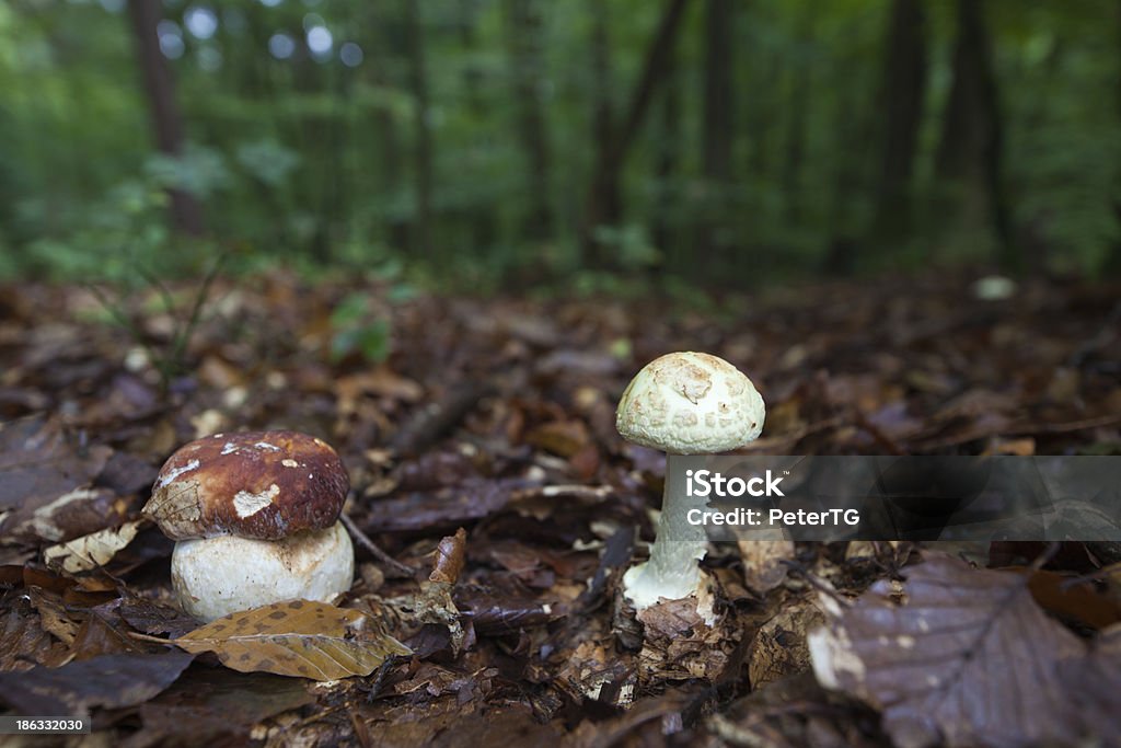 Болетус edulis и смерть ломкий крупным планом - Стоковые фото Amanita parcivolvata роялти-фри