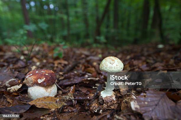 Болетус Edulis И Смерть Ломкий Крупным Планом — стоковые фотографии и другие картинки Amanita parcivolvata - Amanita parcivolvata, Boletus, Без людей