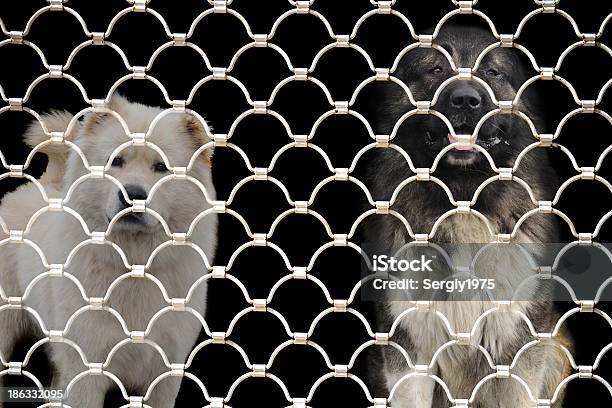 Blanca Shepherd Foto de stock y más banco de imágenes de Animal - Animal, Caseta de perro, Fotografía - Imágenes