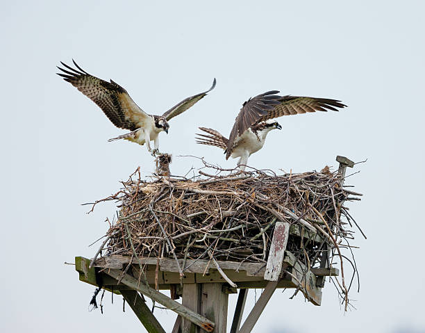 istock Ospreys building their nest, Jamaica Bay, Queens, NY 186332480