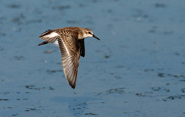 istock Semipalmated sandpiper, Calidris pusilla 186332519