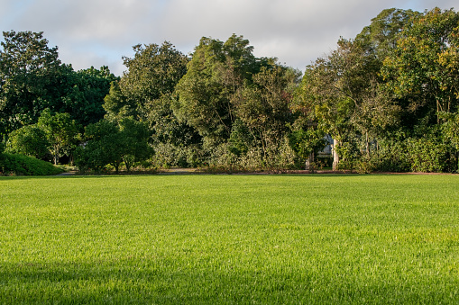 View of a green grassy field with trees in the background.