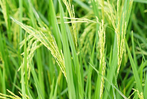 istock Ripening rice in a paddy field 186332810