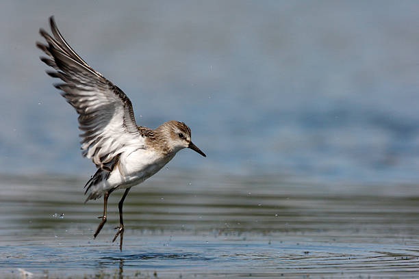 istock Semipalmated sandpiper, Calidris pusilla 186332847