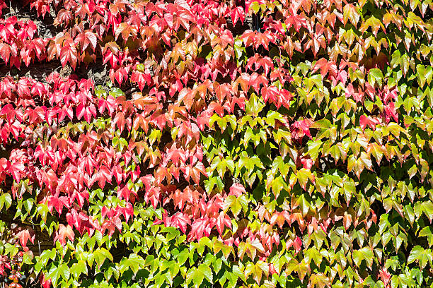 autumn color change stock photo