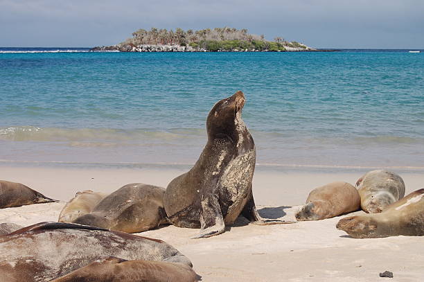 istock sea lions relaxing on the beach 186333856