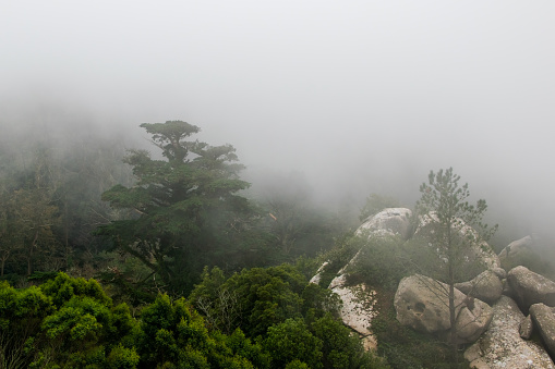 Foggy landscape with a pine tree on top of a mountain