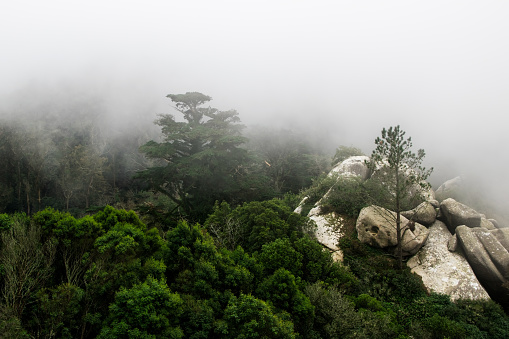 Foggy forest in the mountains of Mallorca, Spain
