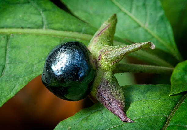 banewort fruits (atropa belladonna) - amaryllis photos et images de collection