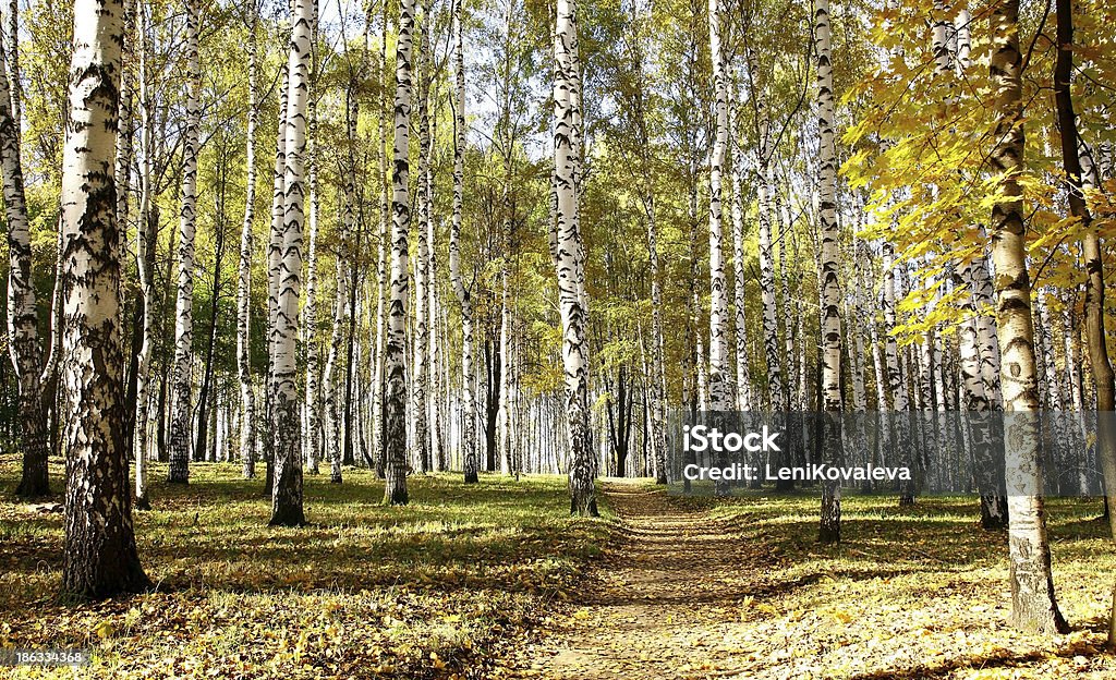 Pfad im Oktober Herbst sonnigen birch grove - Lizenzfrei Ast - Pflanzenbestandteil Stock-Foto