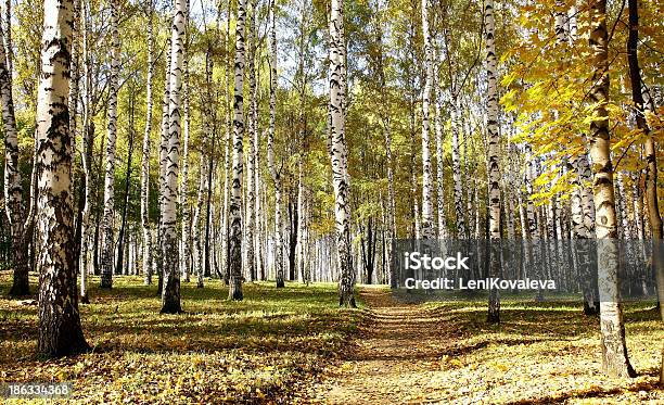 Pfad Im Oktober Herbst Sonnigen Birch Grove Stockfoto und mehr Bilder von Ast - Pflanzenbestandteil - Ast - Pflanzenbestandteil, Baum, Birke