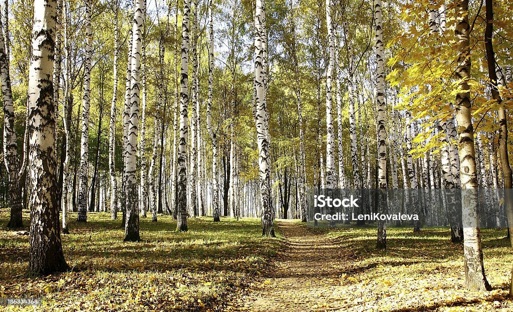 Путь в октябре Осенний солнечный береза grove - Стоковые фото Без людей роялти-фри