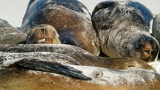 A close up of a group of Galapagos sea lions asleep on a beach, GalÃ¡pagos Islands, Ecuador