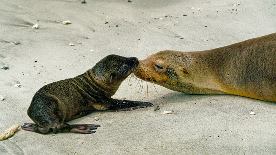 Mother and baby Galapagos sea lions greet each other, GalÃ¡pagos Islands, Ecuador