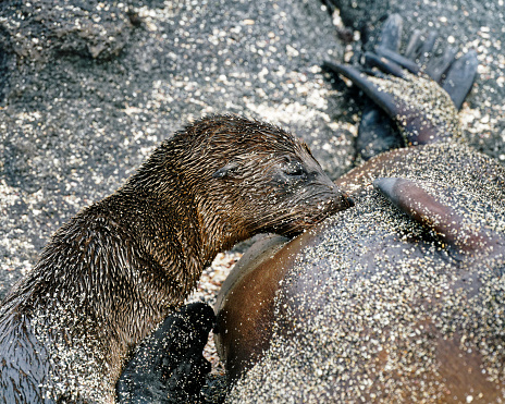 Baby Galapagos sea lion suckling, A less close view showing mother's flippers. GalÃ¡pagos Islands, Ecuador