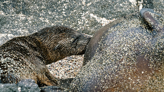 Baby Galapagos sea lion suckling, Close up view. GalÃ¡pagos Islands, Ecuador