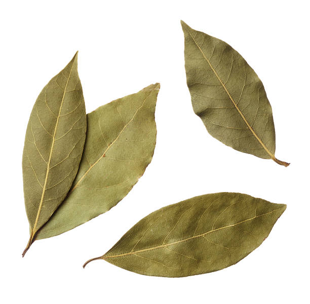 бухта листья изолирован на белом фоне - bay leaf стоковые фото и изображения