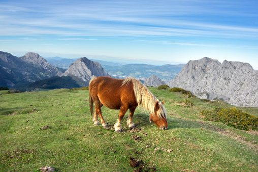 horse in basque country mountains