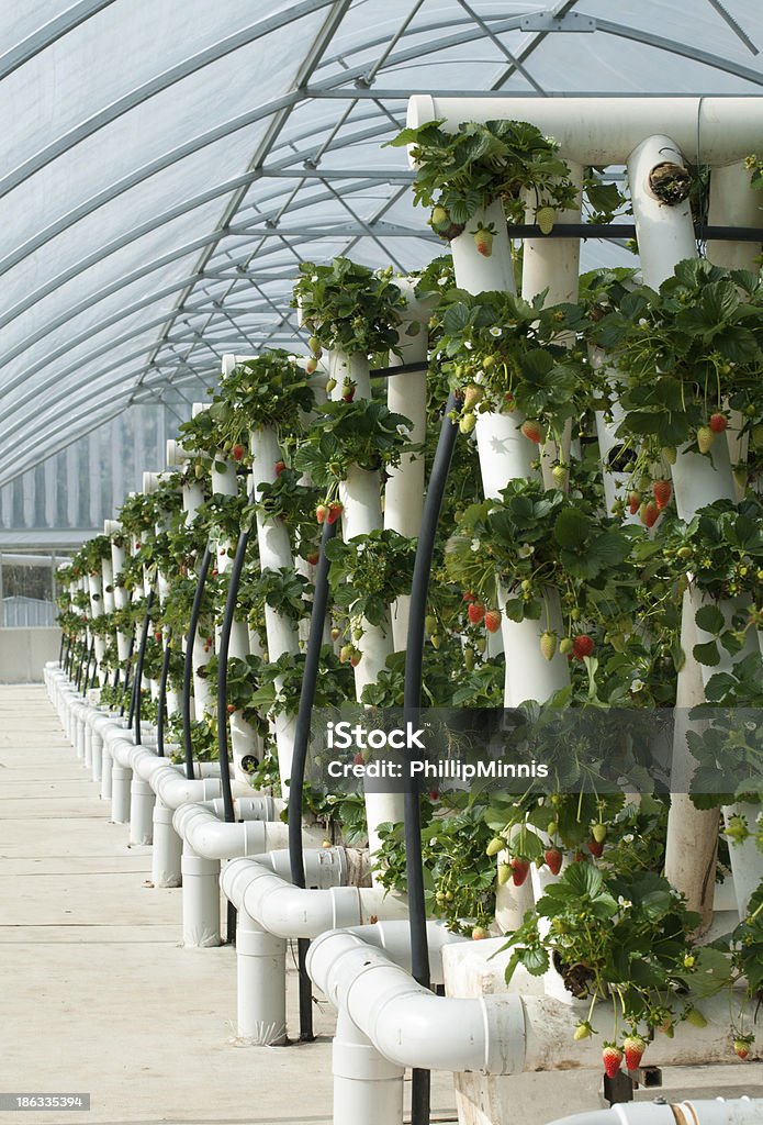 Vines Hydroponically crecido fresa - Foto de stock de Vertical libre de derechos