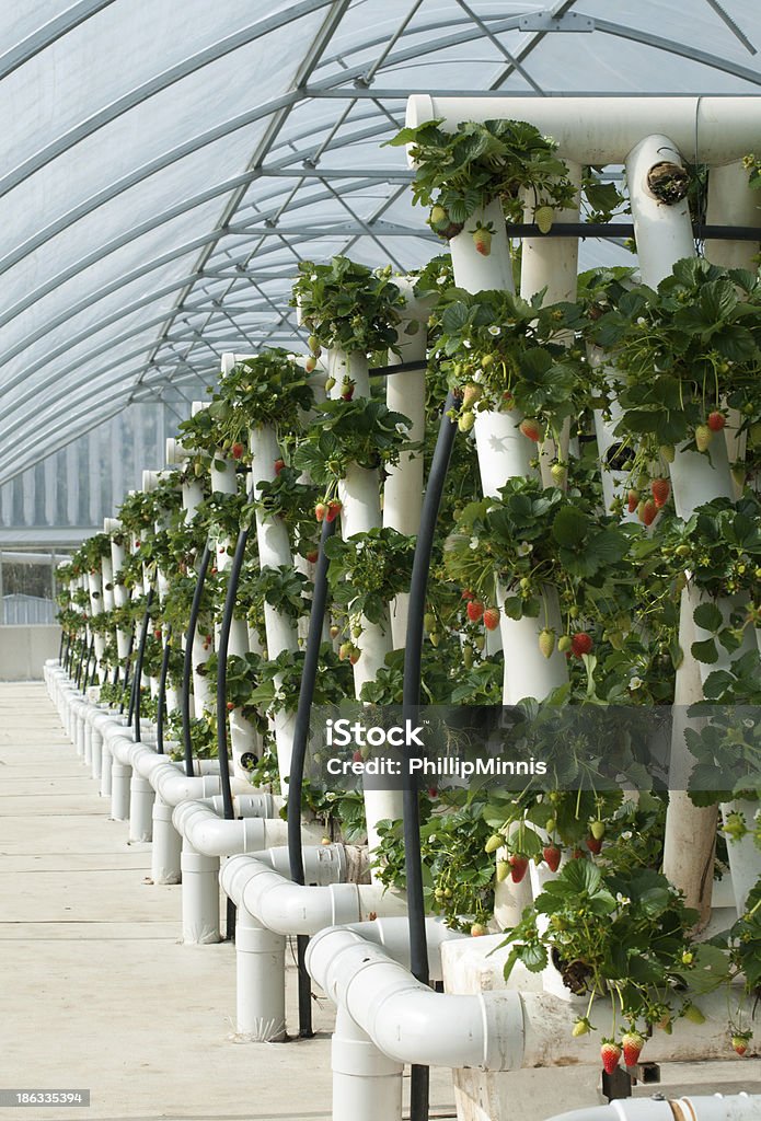 Hydroponically Grown Strawberry Vines Hydroponically grown Strawberry vines growing in a hothouse Vertical Stock Photo