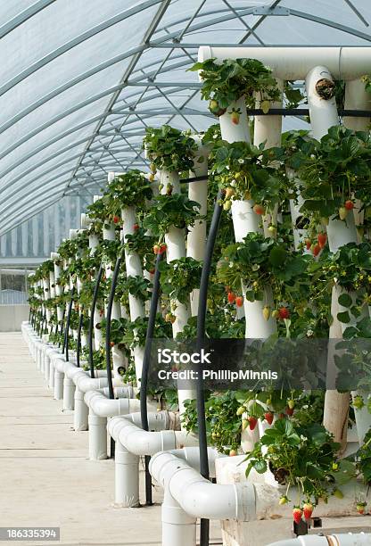 Hydroponically Grown Strawberry Vines Stock Photo - Download Image Now - Vertical, Agriculture, Farm