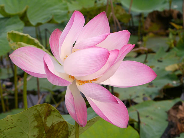 istock Water lily in Lotus Museum, Thailand 186335599