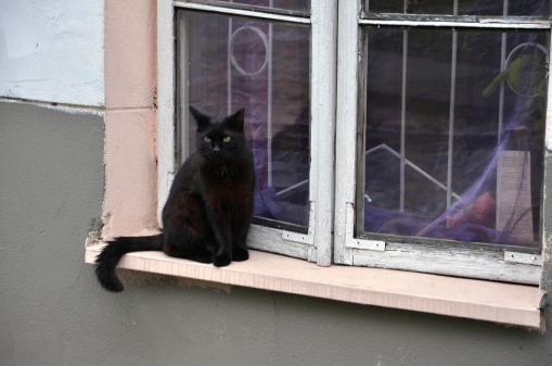 Black cat is sitting next to the old window