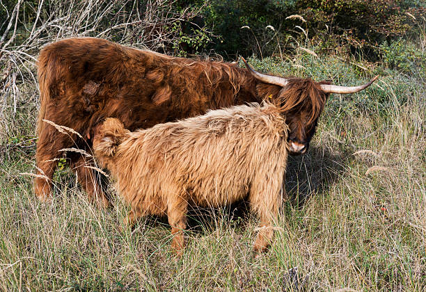 istock mother and young galloway 186336139