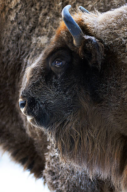 istock Bison in the frost 186336497