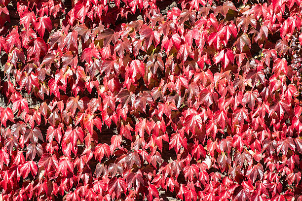 red virginia creeper in autumn stock photo