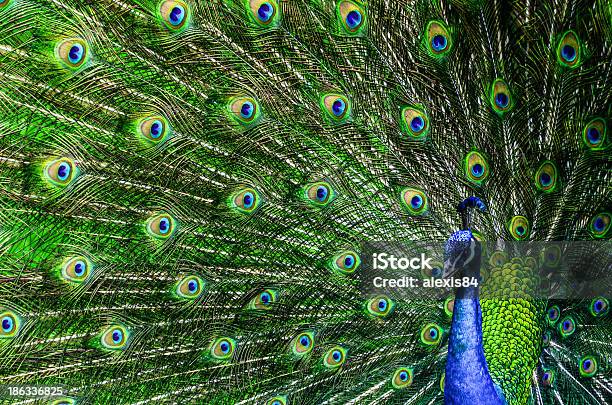 Pfau Mit Wunderschönen Bunten Federn Stockfoto und mehr Bilder von Pfau - Pfau, Allgemein beschreibende Begriffe, Aufführung