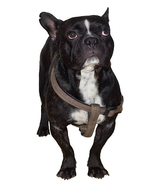 istock French Bulldog 3 186337703