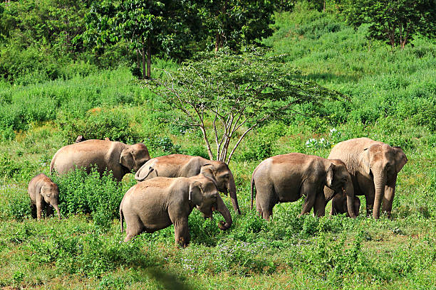 istock Family wild elephents 186337824