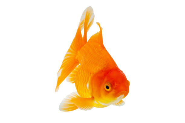 istock Oranda goldfish isolated on white background close up 1863393692