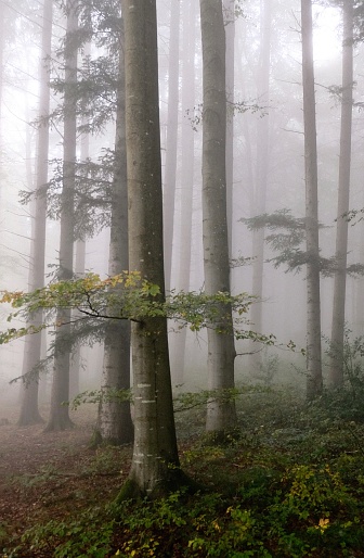 Bezaubernder Wald mit nebel im herbst